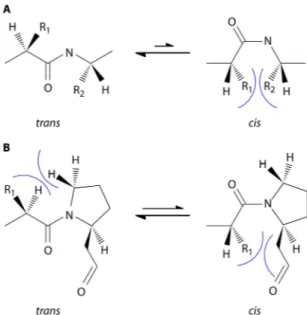 FIG 1 Conformations of peptide bonds. (A) In almost all peptide bonds, the trans conformation is energetically favored because the steric hindrance  be-tween the side chains (R1 and R2) of the two consecutive amino acids is the lowest in this conformation