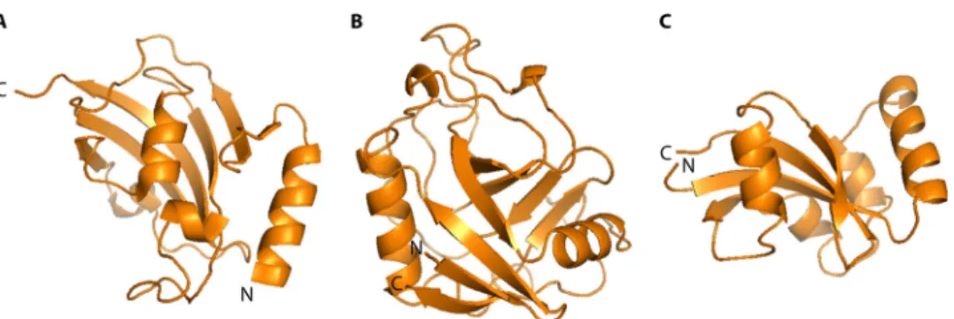 FIG 2 Representative protein structures for bacterial PPIases. Displayed are structures of the representative members of the three PPIase families of Escherichia coli