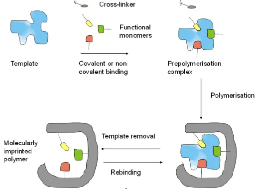 Figure 1. Simplistic workflow of molecularly imprinted polymers (MIP)-preparation. 