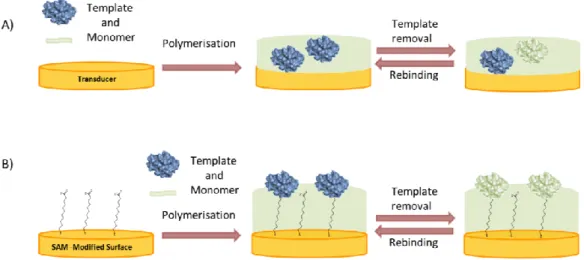 Figure  5. Surface imprinting approaches for the synthesis of MIP films for selective recognition of  proteins: (A) Polymerization of a mixture of protein and monomer; (B) Binding of the protein to a  self-assembled anchor layer for oriented immobilization