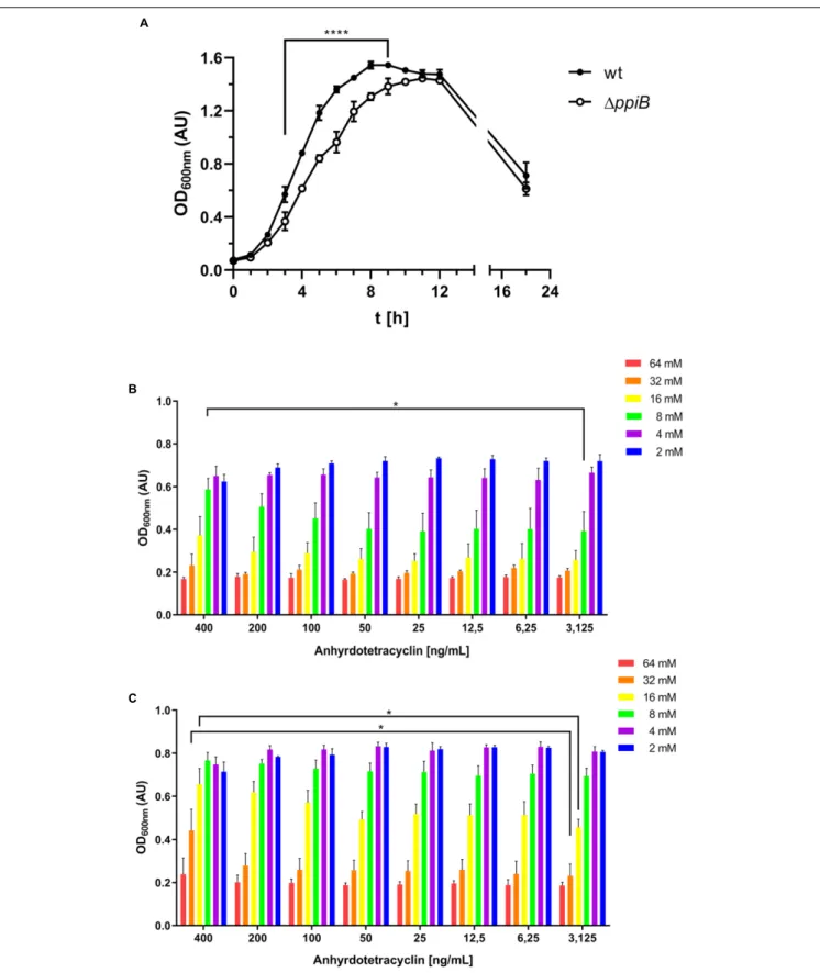 FIGURE 6 | CdPpiB confers cysteine tolerance to C. difficile. (A) Destruction of ppiB causes growth defect in BHIS as assessed by the change in the OD 600 nm over time