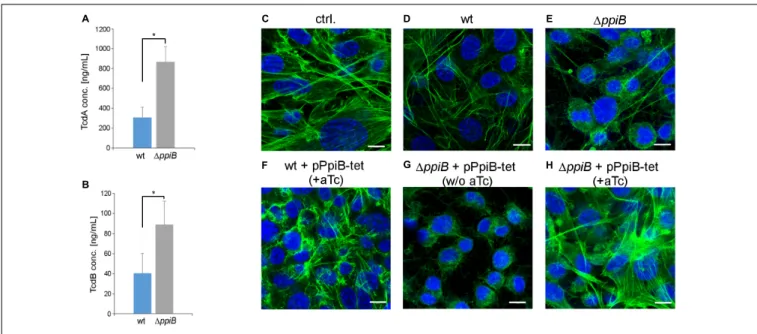 FIGURE 8 | Deletion of ppiB leads to higher toxin titres and cytotoxicity. (A) TcdA and (B) TcdB concentrations were measured by ELISA in 48 h old culture supernatants