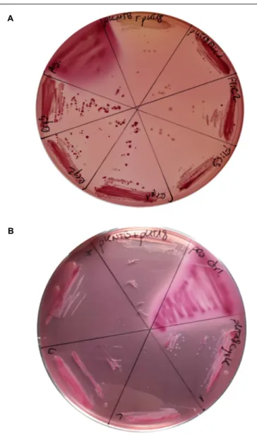 FIGURE 3 | Confirmation CdPpiB interaction partners with BACTH on MycKonkey-Agar. (A) E