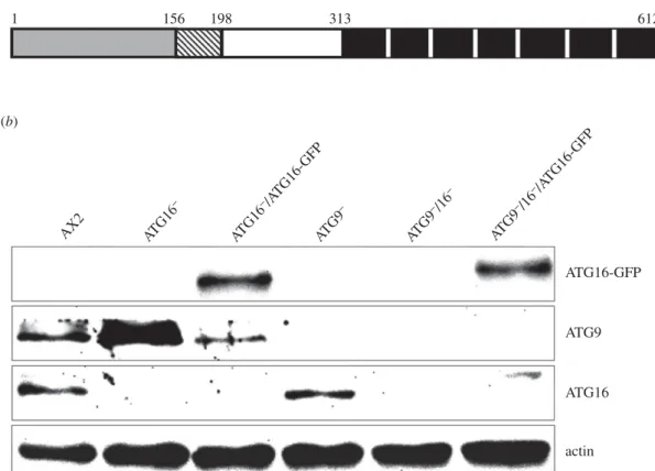 Figure 1. Domain structure of ATG16 and verification of generated strains by immunoblotting