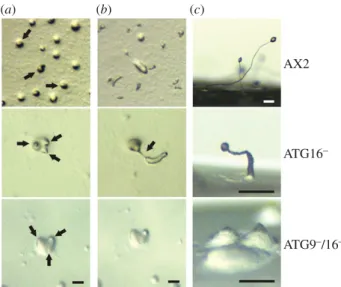 Figure 2. Development of the ATG16 2 and ATG9 2 /16 2 mutants is severely impaired. Cells were developed on phosphate agar plates and pictures were taken every 6 min