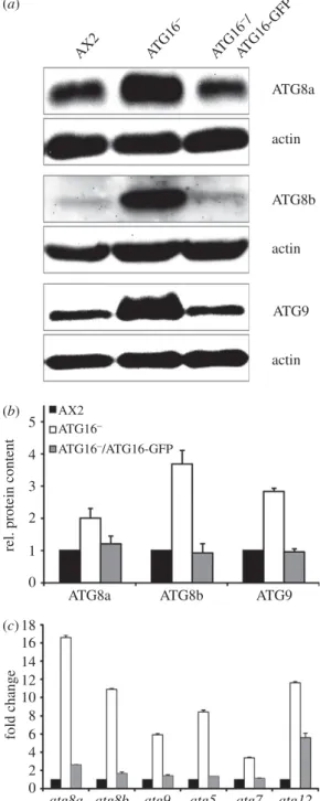 Figure 3. Upregulation of core autophagy genes and proteins in ATG16 2 cells.