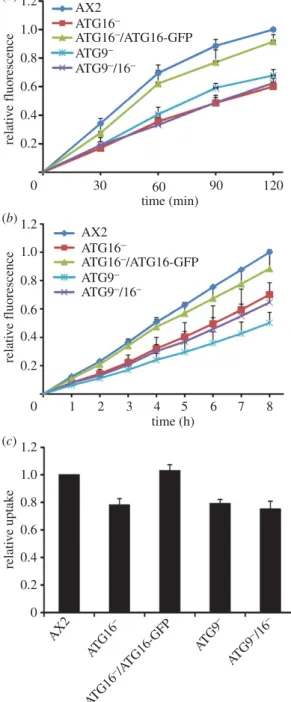 Figure 5. Phagocytosis is less efficient in the mutant strains. (a) Quantitative analysis of the phagocytosis of TRITC-labelled yeast