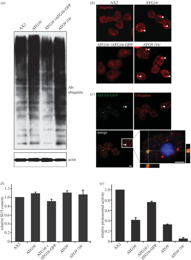 Figure 6. Deranged protein homoeostasis in ATG9 2 , ATG16 2 and ATG9 2 /16 2 cells. (a) Total ubiquitinylated proteins in AX2 and mutant strains