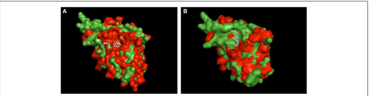 FIGURE 3 | Structural alignment of Mip to known PPIase-inhibitor complexes. Shown are the structural overlays of the surface model of Mip (1FD9, green) with (A) the Pv FKBP35-SAR-complex (4MVG, red) and (B) the BpML1- cycloheximide N -ethylethanoate comple