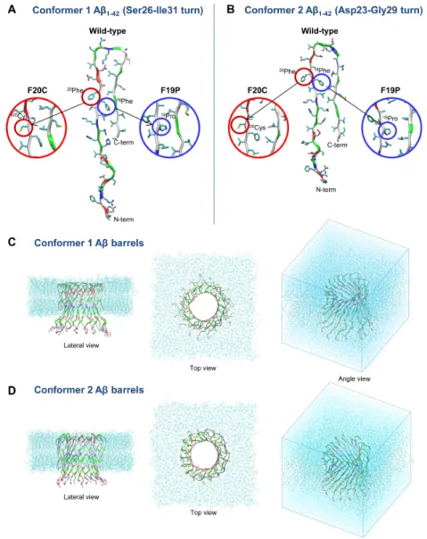 Figure 7. Monomer conformations of the Aβ 42  wild type and F19P and F20C mutants with different  turns at (A) Ser26–Ile31 (conformer 1) and (B) Asp23–Gly29 (conformer 2)