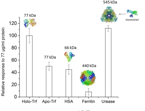 Fig. 6. Relative responses of MIP (EP from monomer-protein mixture containing 10 µM Trf,  50  cycles)  to the  template holo-Trf (PDB  code:  3V83)  and to other  analytes:  Apo-Trf,  HSA  (PDB code: 1E78), ferritin (PDB code: 3F32) and urease at 77 µg/mL 
