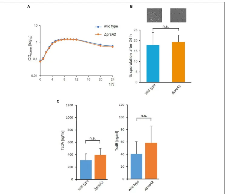FIGURE 3 | Deletion of CdPrsA2 does not affect growth, sporulation or toxin production