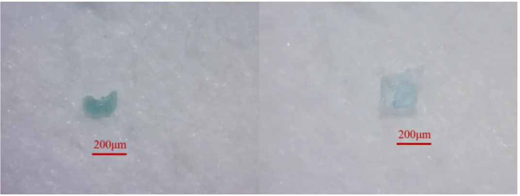 Figure 3: Microscopic images of isolated polystyrene particles from fish species.