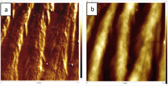 Fig. 13. 1.0  1.0 m m AFM images of PCL-PDMS-PCL (3-3-3) copolymer. (a) phase image, (b) height image, and (c) height proﬁle.