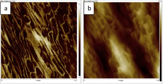 Fig. 11. 3.0  3.0 m m 2 AFM images of PCL-PDMS-PCL (1-1-1) copolymer: (a) Phase, (b) height image.