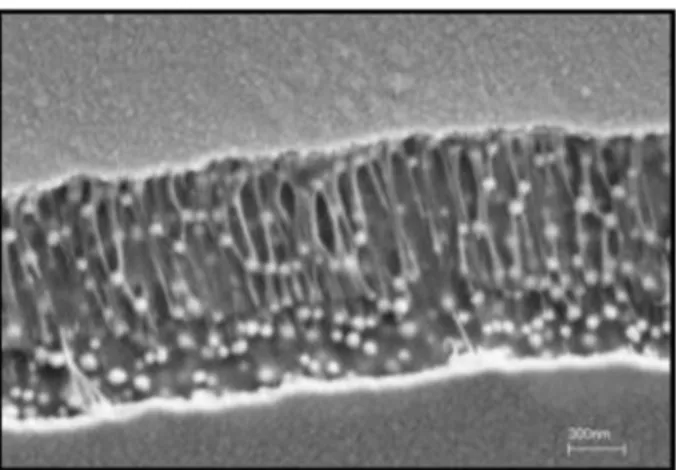 Fig. 13. SEM micrograph of a surface fracture on TPU-20eS2-20.