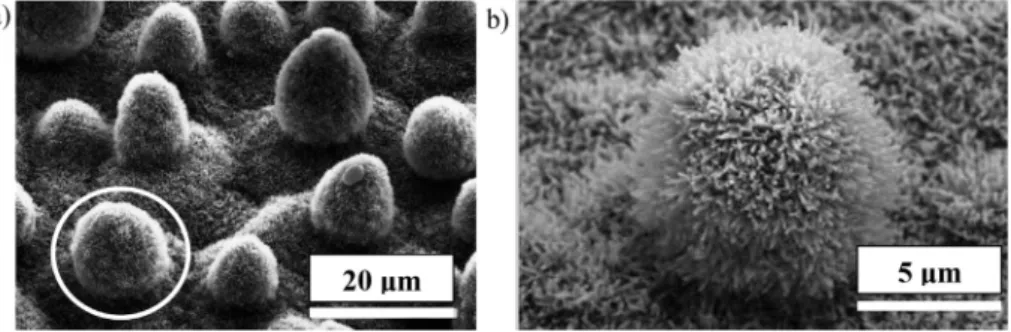 Fig. 1. SEM images of (a) surface of the lotus leaf surface and (b) enlarged view of a single papilla showing the surface nanostructure [2]