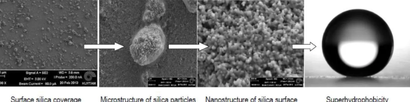 Figure 1. Micro/nano roughness observed on the superhydrophobic surfaces. 