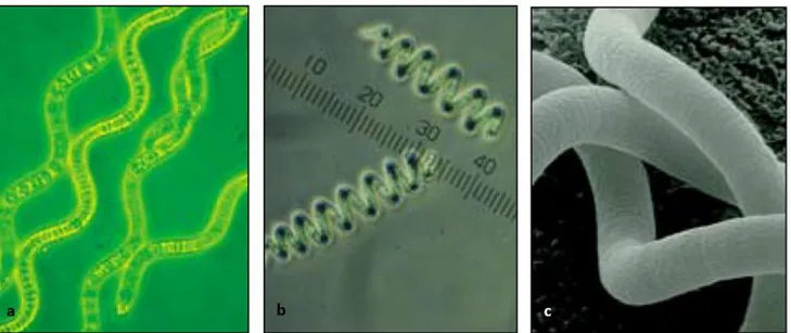 Figure 1. Spirulina (Arthrospira platensis) cells under different microscope types [15]; 
