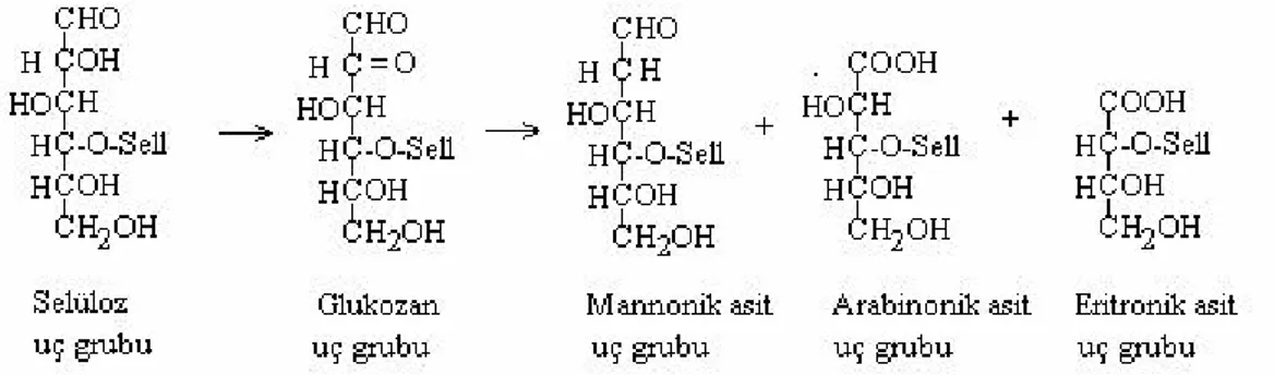 Şekil 1.9. Soda-Oksijen yükseltgenmesiyle selülozda aldonik asit uç gruplarının meydana  gelmesi görülmesi 