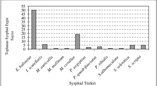Şekil 1. Doğrudan afit kolonisi üzerinden ve kültürden elde edilen afidofag syrphid türlerinin sayıları 