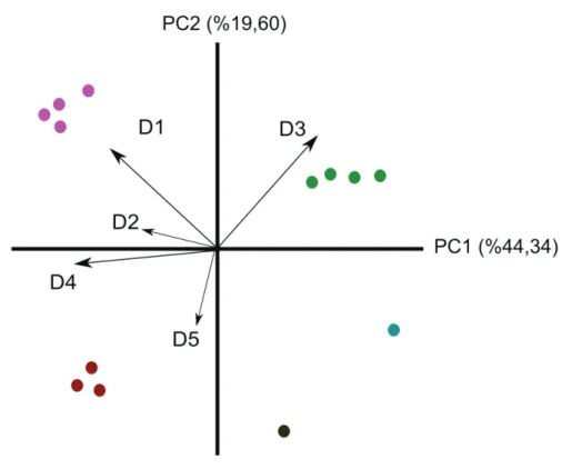 Şekil 1. 5 değişken üzerinden gerçekleştirilmiş örnek bir temel bileşen analizi grafiği (D1, D2, D3, D4 ve D5  değişken vektörlerini, noktalar örnekleri göstermektedir)