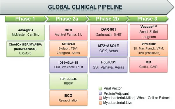 Figure 1. Clinical phases of current TB vaccine candidates that adapted from AERAS website