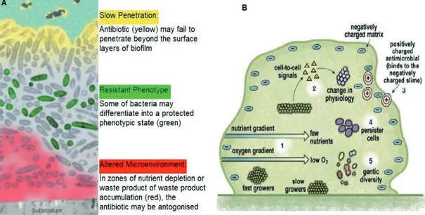 Figure 1. Antimicrobial resistance mechanisms in biofilm (Harrison et al., 2015; Stewart, 2001)