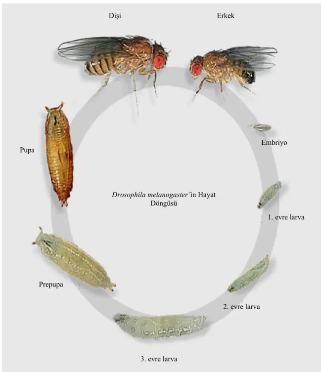 Şekil 2.2. Drosophila melanogaster’in yaşam döngüsü 