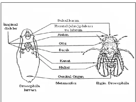 Şekil 2.3: İmajinal disk hücrelerinin larvadaki konumları (Markert ve Ursprung 1977) 