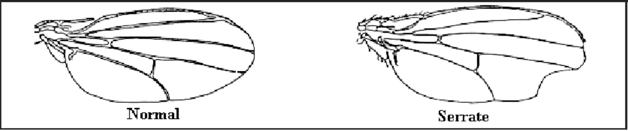 Şekil 2.6. Dengeleyici kromozom taşımayan normal ve dengeleyici kromozom taşıyan  Bd S   bireylerinin kanat fenotipleri 