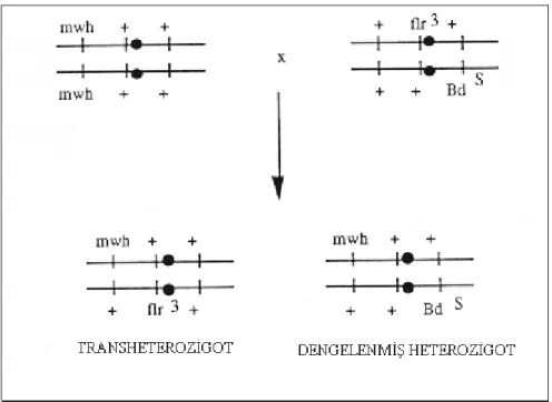 Şekil 2.8. Dengelenmiş heterozigot mwh/Bd S  ve transheterozigot mwh/flr3 bireylerin  elde edilebilmesi için mwh/mwh ve flr 3 /TM3, Bd S  bireyleri arasındaki  çaprazlamalar  