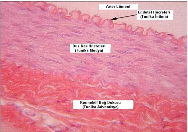Şekil 2.1.1.: Arteriyal Duvarın Segmentleri.  Arterial  segmentler içten dışa doğru  tek  katlı endotel  hücreleri  (intima),  düz  kas  hücre  tabakası  (media),  fibroblast  ve  elastik  fiberlerin  (adventisya) oluşturduğu yapılardan meydana gelmiştir (