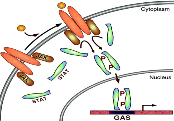 Şekil  2.3.3:  Jak-STAT  sinyal  yolu:  Ligandlar,  dimerik  reseptörlerine  bağlandığı  zaman  ilişkili  Jak’lar  uygun  konformasyonel  değişikliğe  uğrarlar
