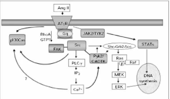 Şekil 2.3.2: Tirozin kinaz yolları vasküler düz kas hücrelerinde Ang II tarafından uyarılır: Ang  II’nin  aktive  ettiği  Src,  ERK  bağımlı  sinyal  yolları  ve  PLC-γ  tarafından  düzenlenir