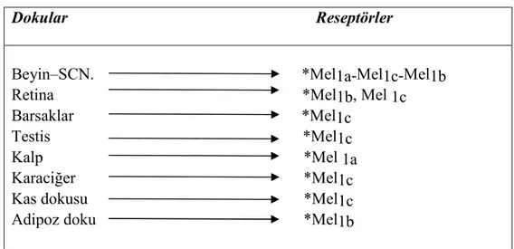 Çizelge 2.7. Bazı dokular ve barındırdıkları melatonin reseptörleri    Dokular                                                             Reseptörler      
