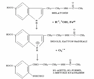 Şekil 2.4. Melatoninin antioksidan etki şeması 
