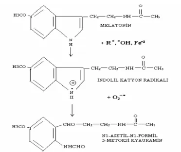 Şekil 2.4. Melatoninin antioksidan etki şeması 