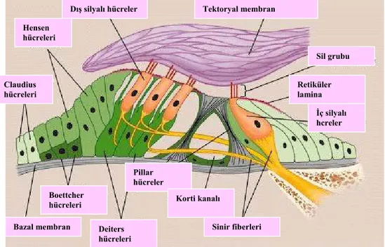 Şekil 2.3. Korti organı ( http//:images.google.com.tr) 