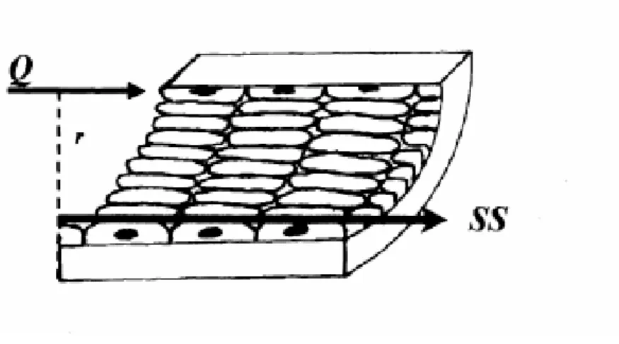 Şekil 2.1. Kayma Gerilimi (SS). Kayma geriliminin büyüklüğü, kan viskozitesi (µ) ve kan akım                         hızı  (Q)  ile  doğru,  damar  yarı  çapının  (r)    üçüncü  kuvveti  ile  ters  orantılıdır