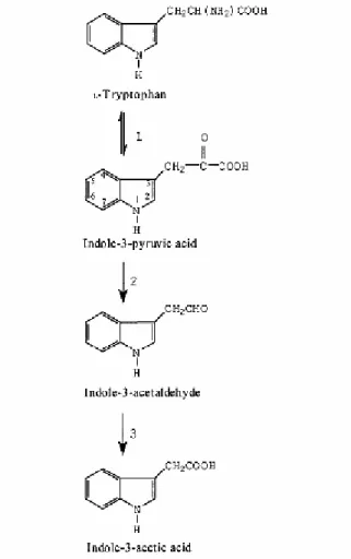 Şekil 2.2. Enterobacter cloacae’de bitki hormonu indole-3-asetik asidin biyosentezi için                   indole-3-pyruvic asit yolu