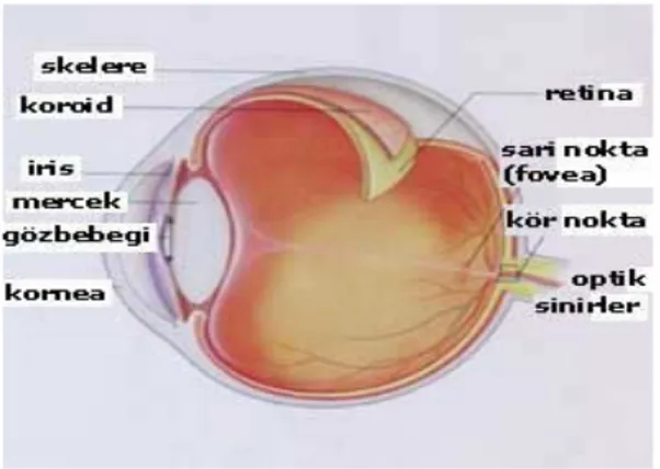Şekil 1. Gözün Yapısı 