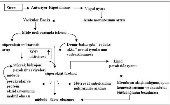 Şekil 2.3. Reaktif oksijen türlerinin hasar oluşturma mekanizması [34]. 