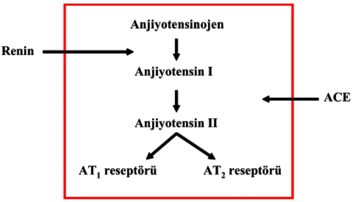 Şekil 2.4. Renin-anjiyotensin sisteminin üyeleri [1]. 