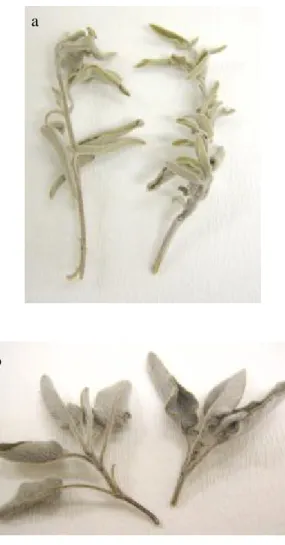 Şekil 3.1. Kurutulmuş Salvia türlerinin görünüşü (a; S. fruticosa, b; S.  tomentosa) a 