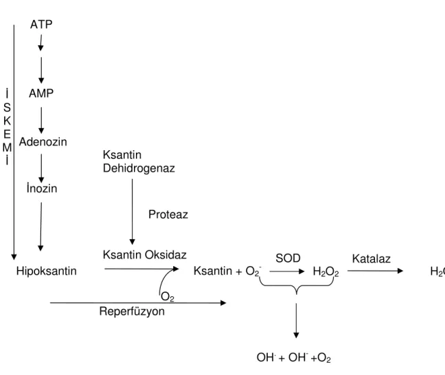 Şekil 2.4: XO’nun iskemi-reperfüzyondaki rolü (98) 