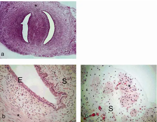 Şekil 2.1.1.1  Sıçan uterus serviksi . a: genel görünüm , b: epitel, stroma (S)  ve enine kas    tabakası (*), c: Uzunlamasına kas tabakası (*) ve kas tabakaları arasında yer 