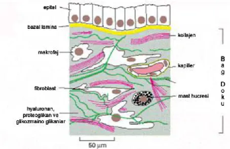 Şekil 2.2.1.1   Tipik bir bağ doku modeli. Epitel altında uzanan bağ doku içinde kapillerler,  kandan geçen serbest hücreler (makrofaj, mast hücresi), makromoleküller ve  lifler (kollajen, elastin) yer almaktadır