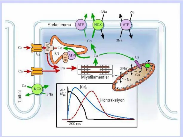 Şekil  2.2. Ventrikül  hücrelerinde hücre  içi  Ca  düzenlenmesi. Alt  grafik  aksiyon potansiyeli,  Ca  tranzienti  ve  kasılmanın  zamansal  değişimlerini  göstermektedir