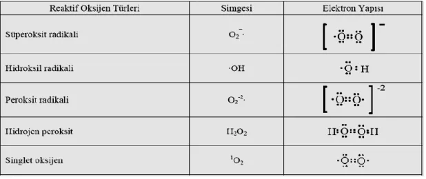 Tablo 2.1. Reaktif oksijen türlerinin simgeleri ve elektron yapıları (83). 